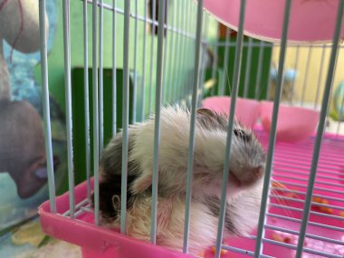 Kafesteki iki sevimli genç hamster.