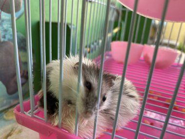 Kafesteki iki sevimli genç hamster.