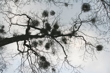 Kışın veya ilkbaharın başında, bir ağacın karanlık ve çıplak dallarından yukarı bakan alçak açılı bir çekim. Kol ve bacaklar arasında büyüyen sayısız yuvarlak ökseotu kümeleri soluk, grimsi beyaz gökyüzüne karşı..