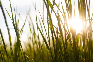 Yeşil çimlerin yakın plan çekim alanında, güneşin altında.