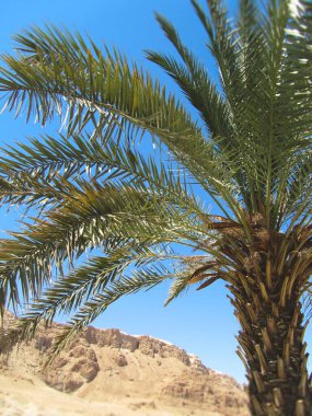 Uzun, yeşil yaprakları açık mavi gökyüzüne uzanan canlı bir palmiye ağacının alçak açılı görüntüsü. Bulanık arka planda, Judaean Çölü 'nün güneşe batmış, kayalık kireçtaşı uçurumları görülebiliyor ve klasik bir Orta Doğu manzarası yaratıyor..