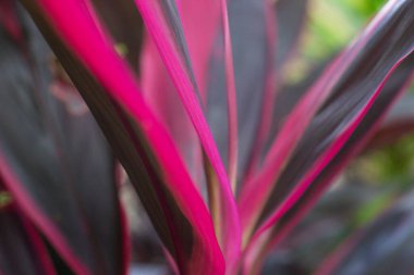 Cordyline fruticosa bitkisinin yapraklarının yakın çekimi