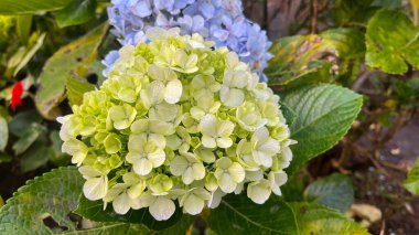 Mavi, ortanca çiçeği (Hydrangea makrophylla) bir bahçede bahar ve yaz mevsiminde çiçek açar. Ortanca macrophylla Ortensiya çiçeklerinin güzel çalısı