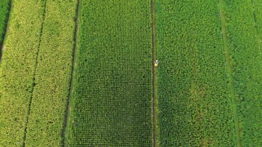 Yeşil ekinlerle dolu bir tarlada bir insan yürüyor.