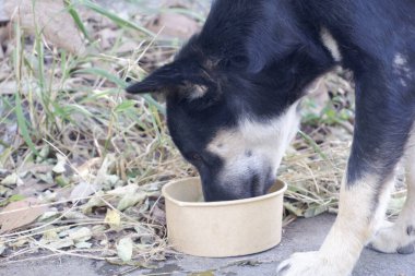 Sokakta duran bir kaseden yemek yiyen başıboş bir köpeğin yakınına..