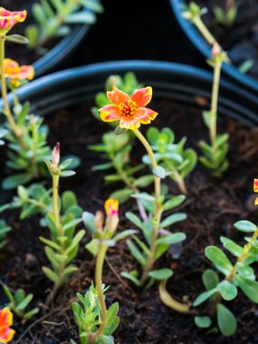 Bir tencerede plantasyon bahçe içinde sarı çiçek