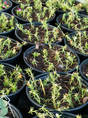 Bir tencerede plantasyon bahçe içinde sarı çiçek