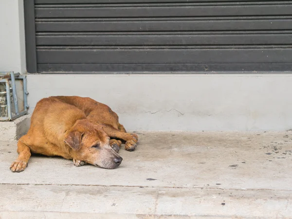 Ένα Καφέ Αδέσποτο Σκυλί Ύπνο Στο Μονοπάτι — Φωτογραφία Αρχείου