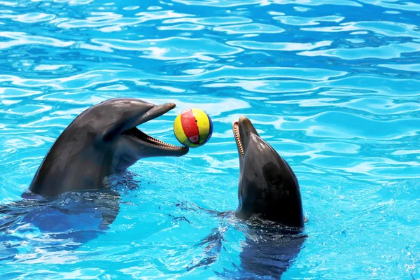 Two dolphins playing ball — Stock Photo, Image