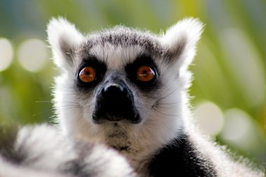 Lemur manyetik gözlü