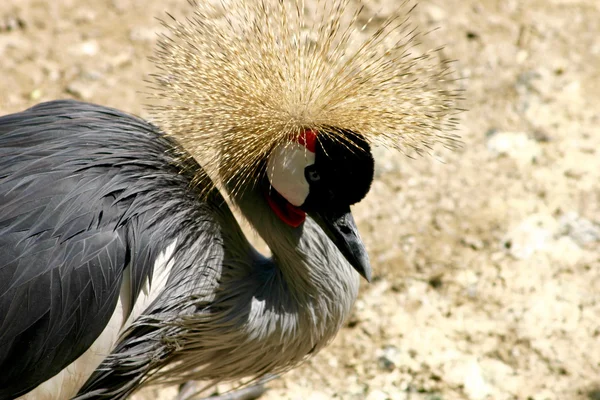 Elegancia de la grúa coronada — Foto de Stock