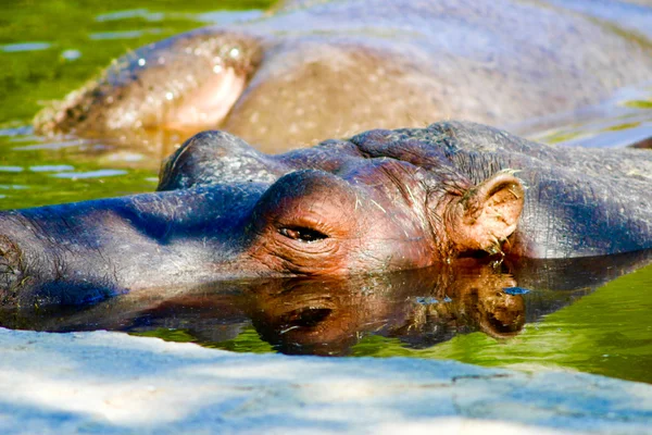 Lo sguardo del curioso ippopotamo — Foto Stock