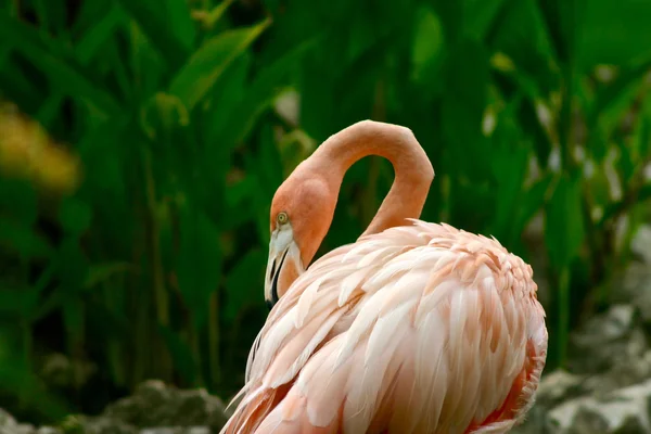 A beleza do flamingo rosa — Fotografia de Stock