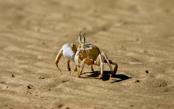 Crabe au soleil — Photo