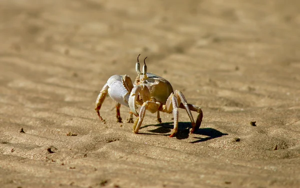 太陽の下でカニします。 — ストック写真