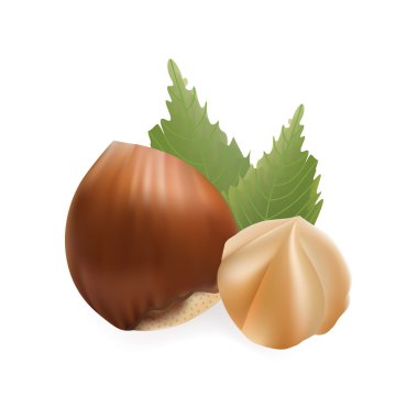 Fındık Gerçekçi Vektör İllüstrasyon. Beyaz Arka Plan Simgesi Üzerine Yalıtılmış