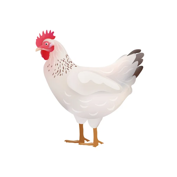 Vector White Hen, Chicken Illustration Icon — Stock Vector