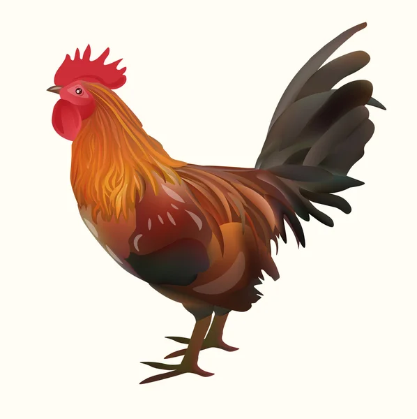 Realistic Rooster Picture. Vector Illustration Icon — Stock Vector