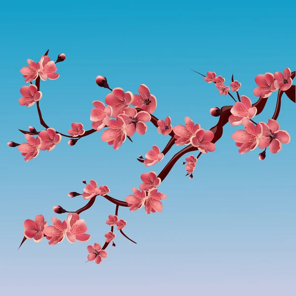 Ветвь цветущей розы сакуры. Японская вишня. Векторная изолированная иллюстрация — стоковый вектор