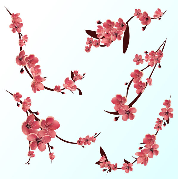 Branches of rose blossoming sakura . Japanese cherry tree. Vector Isolated icon Set