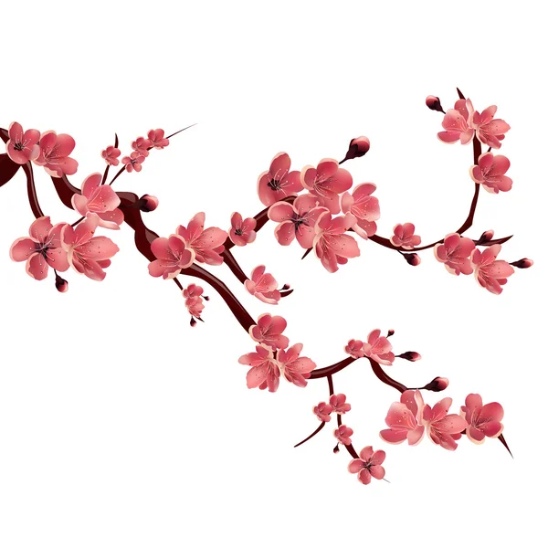 Gül çiçeği sakura Dalı . Japon kiraz ağacı. Beyaz arka planda Vektör İzole İllüstrasyon