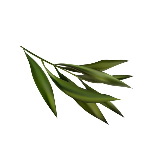 Tea Tree Realistic Branch Icon. Objeto aislado sobre fondo blanco — Vector de stock