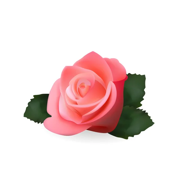 Pink Rose reális Icon. Vektoros illusztráció. Elszigetelt fehér háttér, — Stock Vector