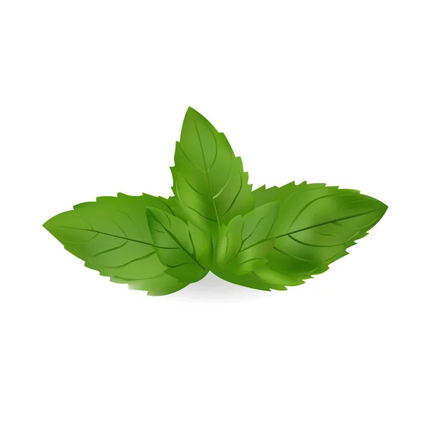Mint Leaves Vector Illustration. Realistic icon Isolated On White Background — Stock Vector