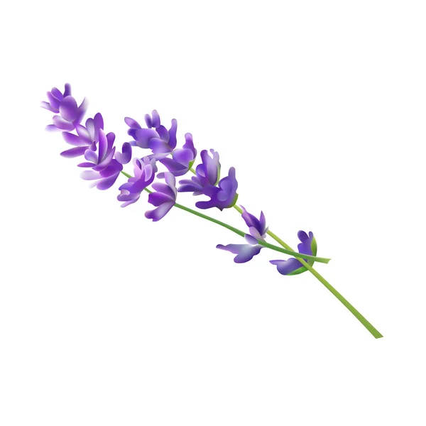 Elementos de flor de lavanda. Ilustración vectorial. Aislado sobre fondo blanco — Vector de stock