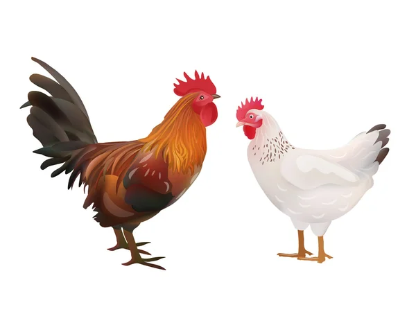 Gallo realistico e immagine gallina. Illustrazione vettoriale o icona — Vettoriale Stock