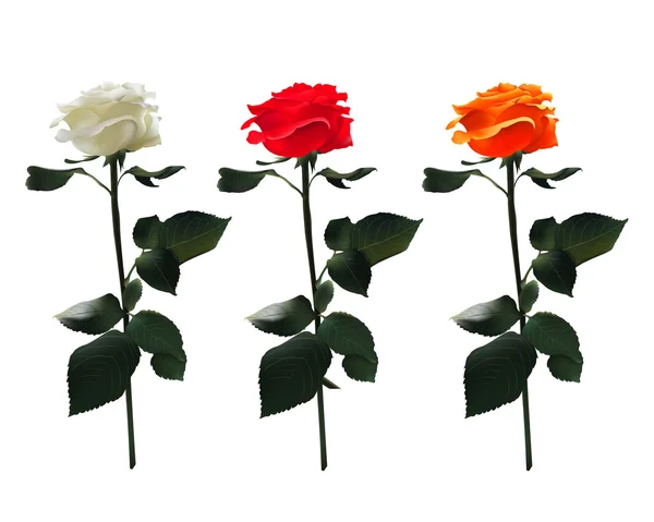 Vector realista conjunto de rosas: blanco, rojo, naranja. Aislado sobre fondo blanco — Vector de stock