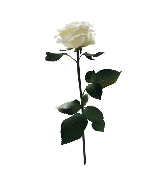 Fehér Rózsa. Vektor reális illusztráció. Fehér alapon elszigetelve — Stock Vector
