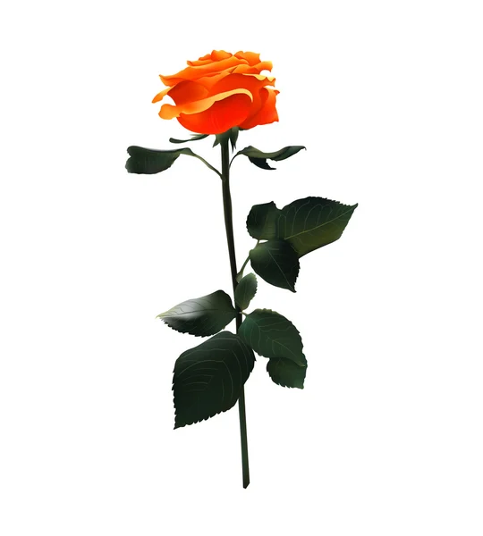 Rose orange. Illustration réaliste vectorielle. Isolé sur Blanc — Image vectorielle