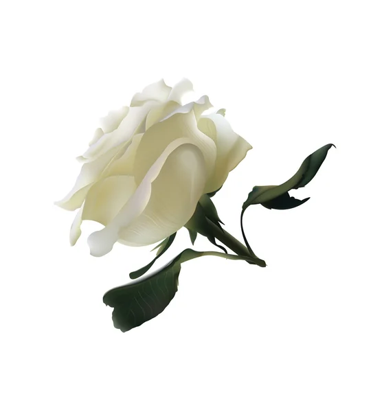 White Rose. Vector Realistic Illustration. Isolated on White — Stock Vector