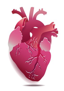 Vector Isolated Realistic Heart Illustration On White Background. Eps 10  clipart