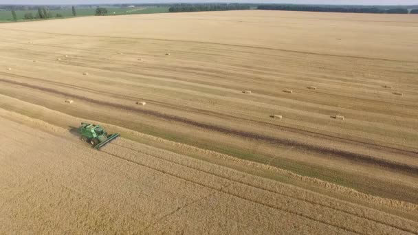 Aerial Wheat field. Harvester gathers the wheat — Stock Video