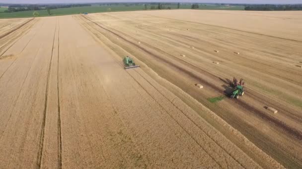 Воздушное пшеничное поле. Жатва собирает пшеницу — стоковое видео