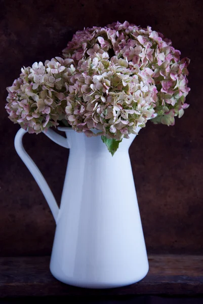 Flores de hortensias secas — Foto de Stock