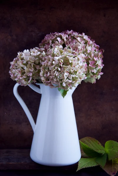 Flores de hortensias secas — Foto de Stock