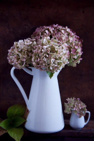 Tørrede hortensia blomster - Stock-foto