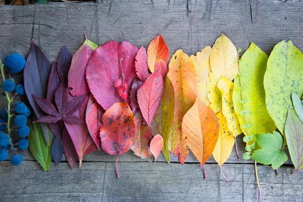 Autumn leaves and berries