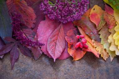 Sonbahar yaprakları ve meyveler
