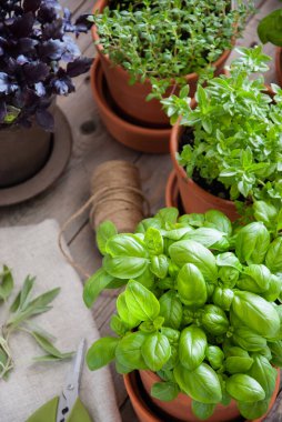 Taze fesleğen, adaçayı, kekik otu.