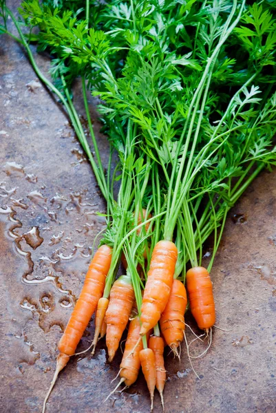 Manojo de zanahorias frescas — Foto de Stock