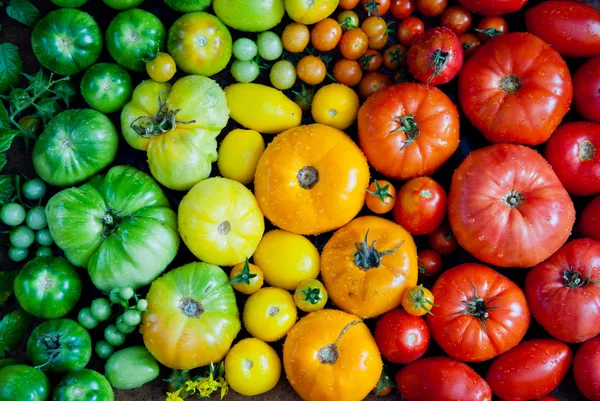 Fresh organic tomatoes