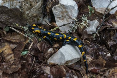 Macro photography of beautiful black and yellow amphibian know as fire salamander in greek forest