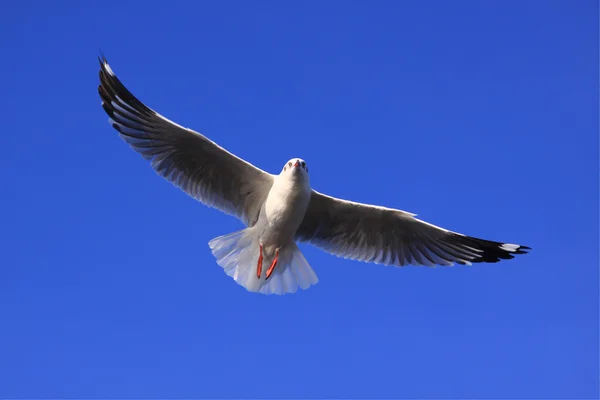 Gaviota voladora con cielo azul claro —  Fotos de Stock