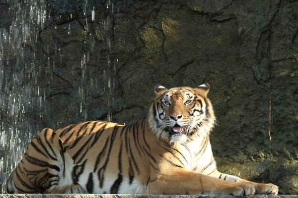 Bangal Tiger in Thailand — Stock Photo, Image