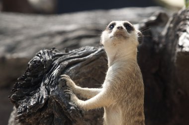 meerkat bak