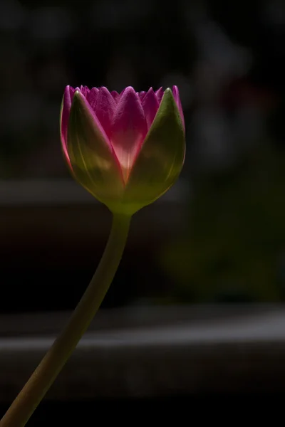 Lotus, solus, luisant dans la lumière du soleil — Photo